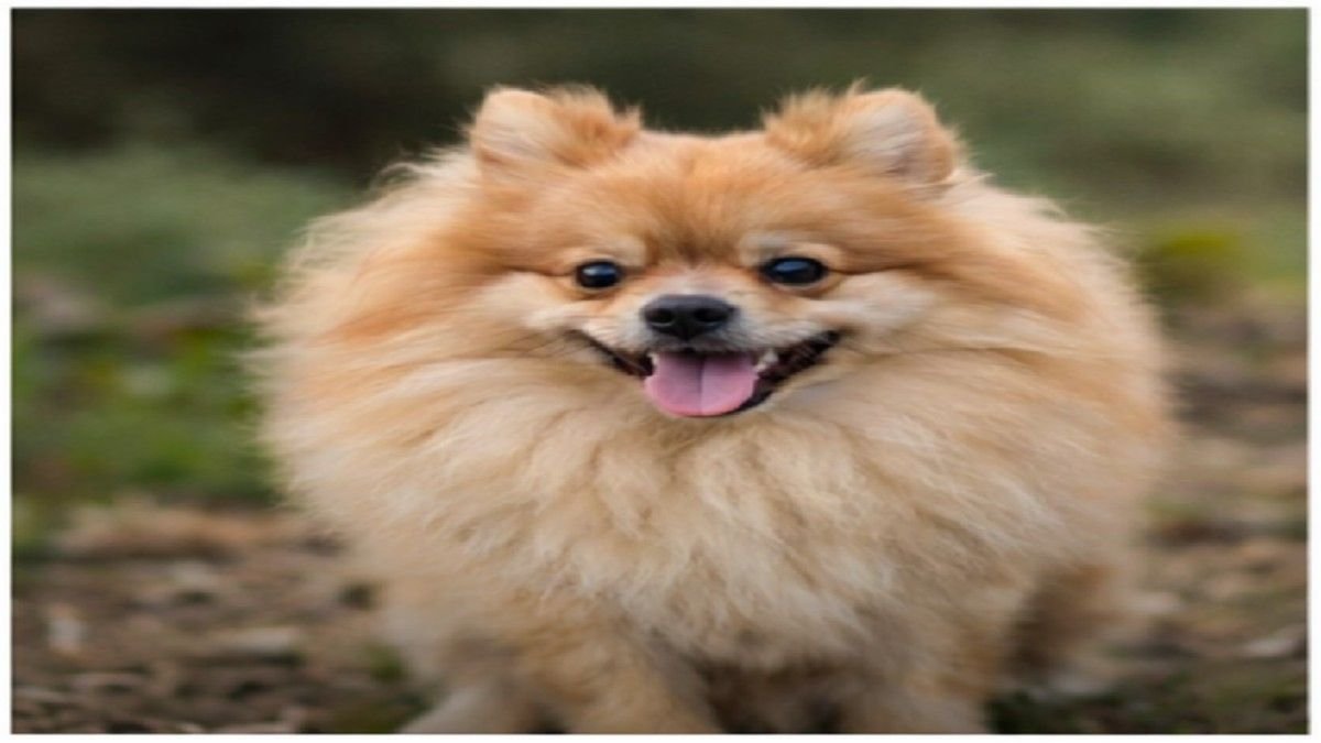 beagle hound dog following scent instincts