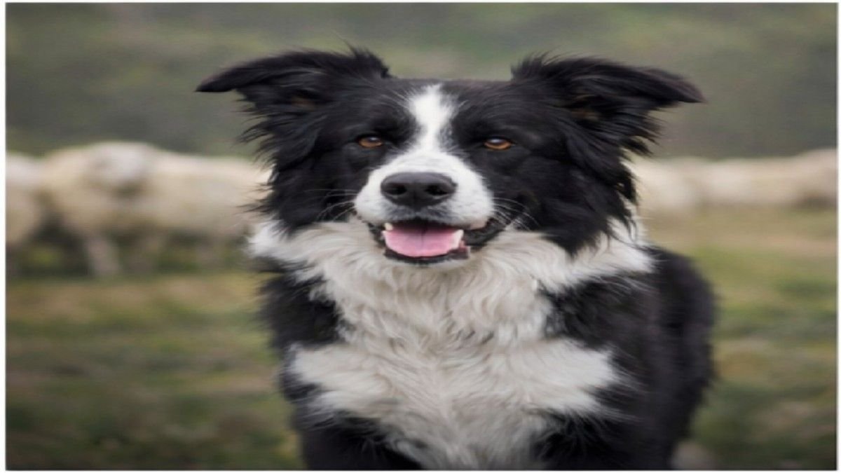 border collie herding dog focused and intelligent