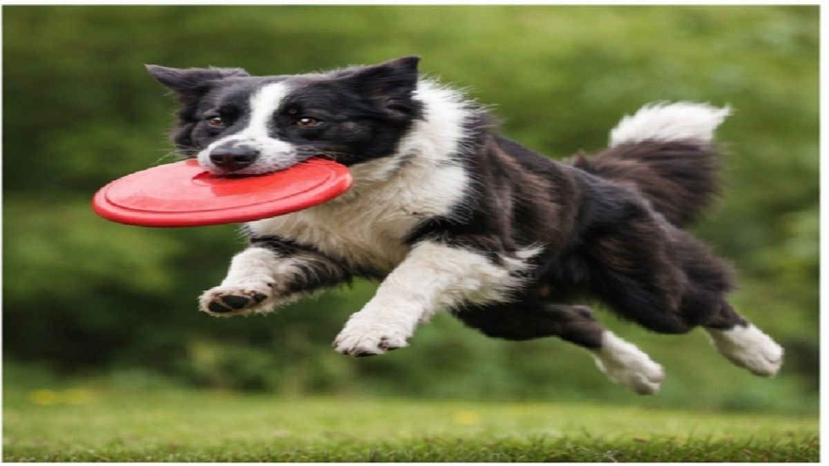 border collie active intelligent herding dog