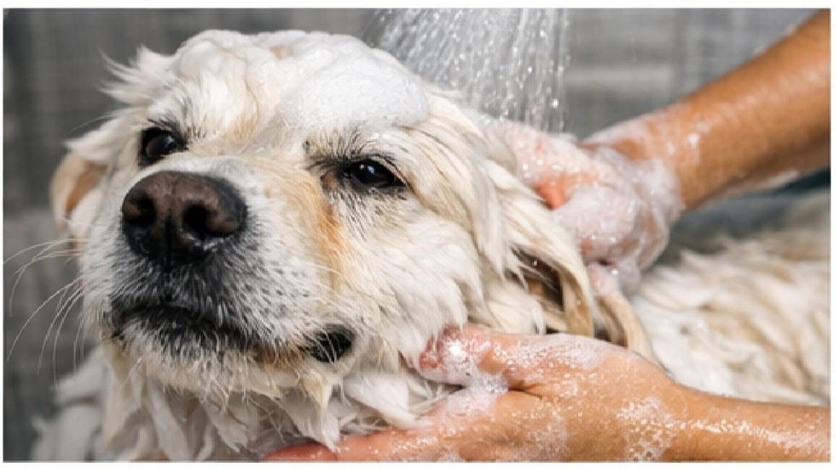 Dog getting a gentle bath using dog shampoo
