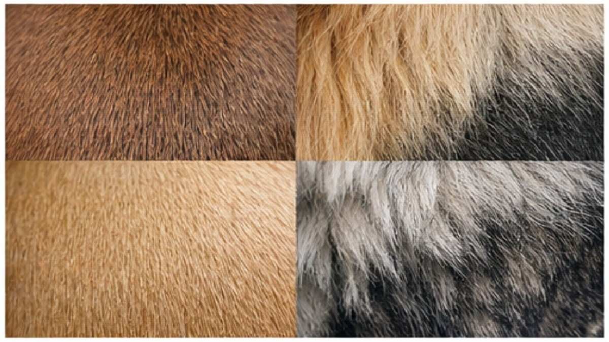 Different dog coat types including short hair long hair and double coat