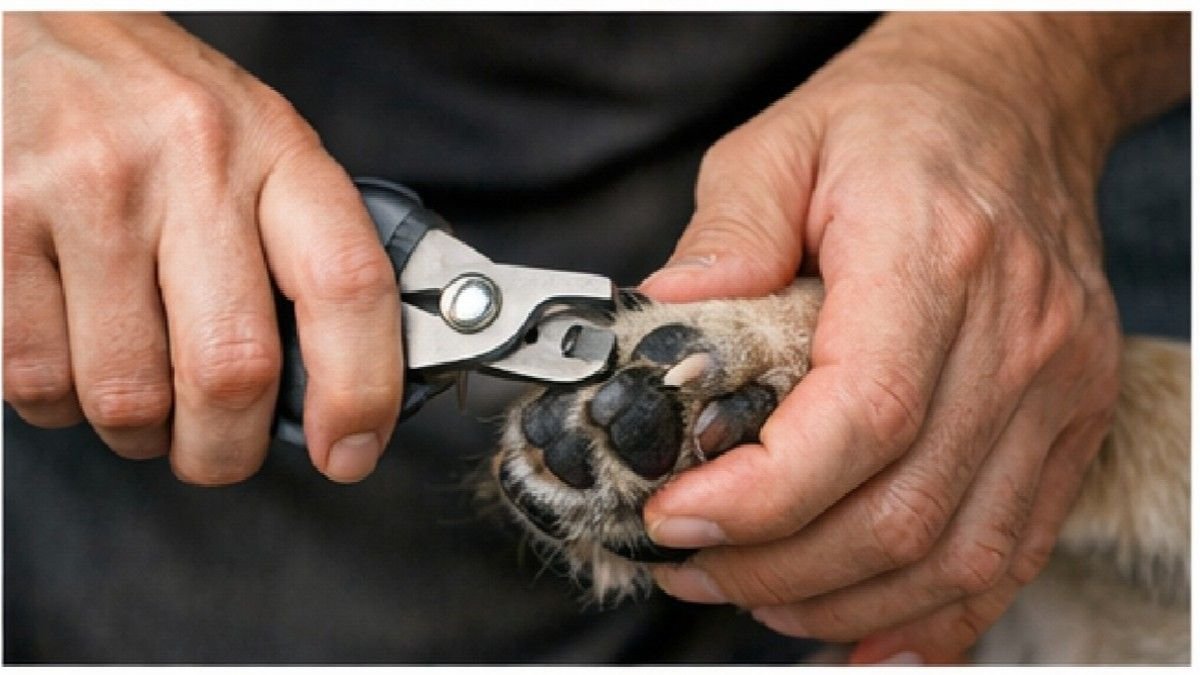 Trimming dog nails carefully with proper nail clippers