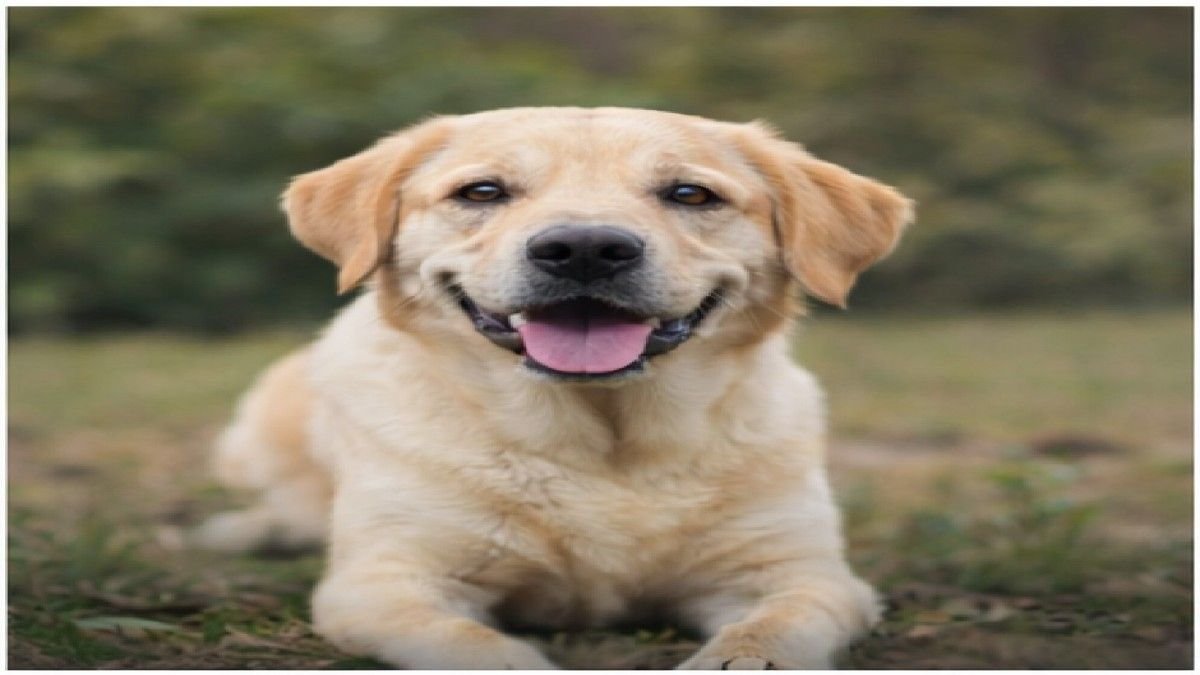 labrador retriever friendly and emotional family dog