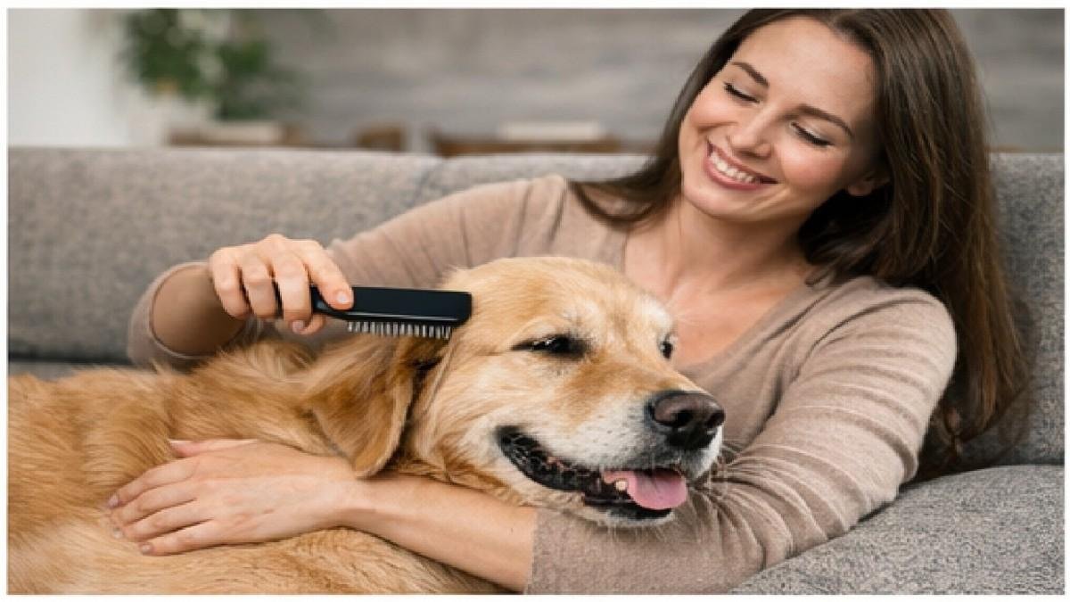 Dog owner gently brushing dog at home