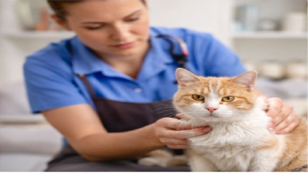 Professional cat groomer safely handling a cat during grooming session