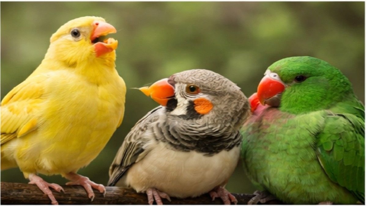 Three small pet birds including a Canary and Zebra Finch sitting together on a perch