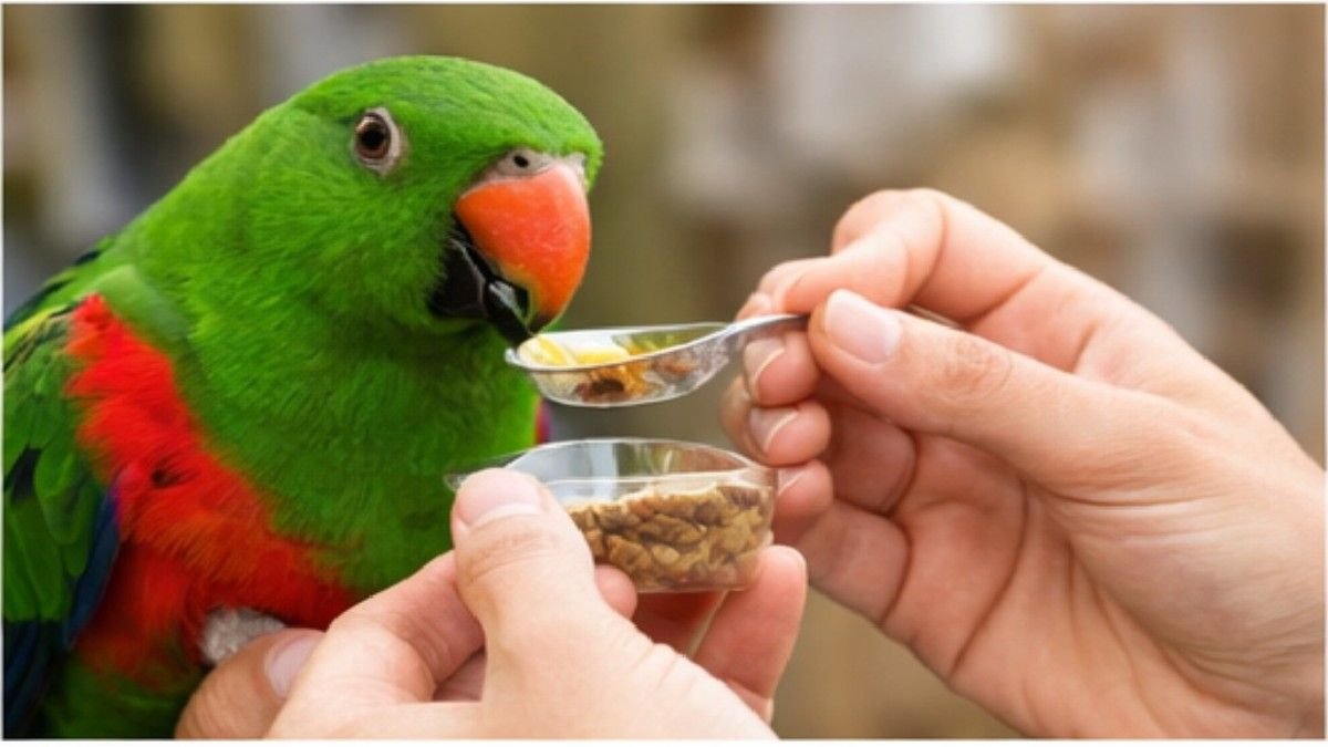 Hand feeding an Eclectus Parrot with a spoon of fresh food