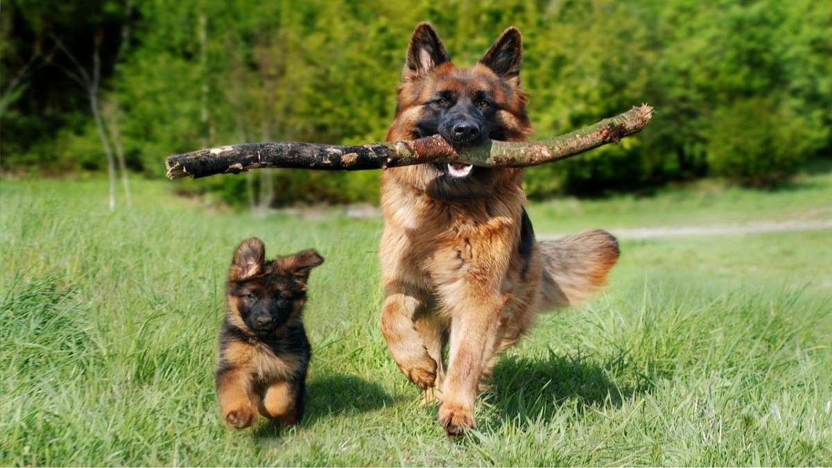training puppies versus adult dogs learning