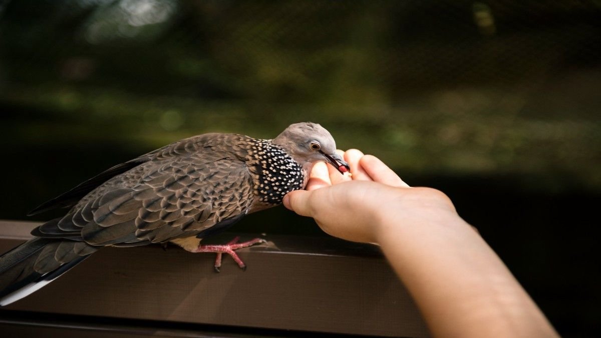 Owner feeding a Cockatiel by hand to build trust and bond