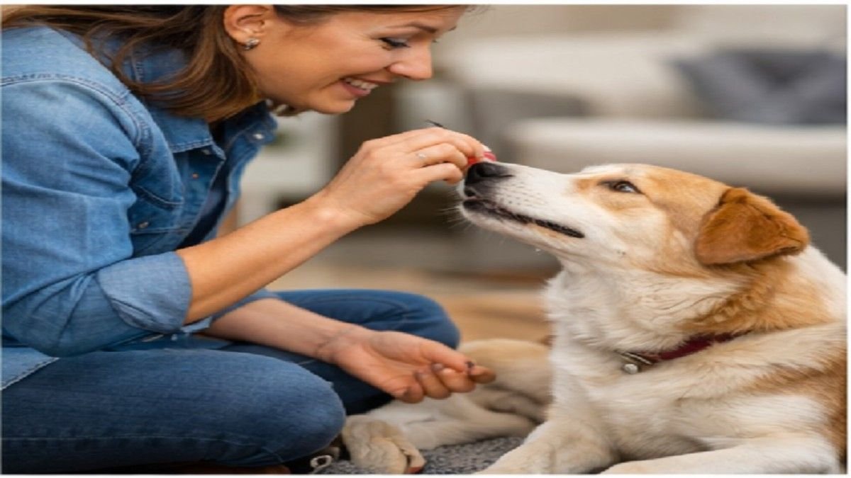 positive dog training with rewards