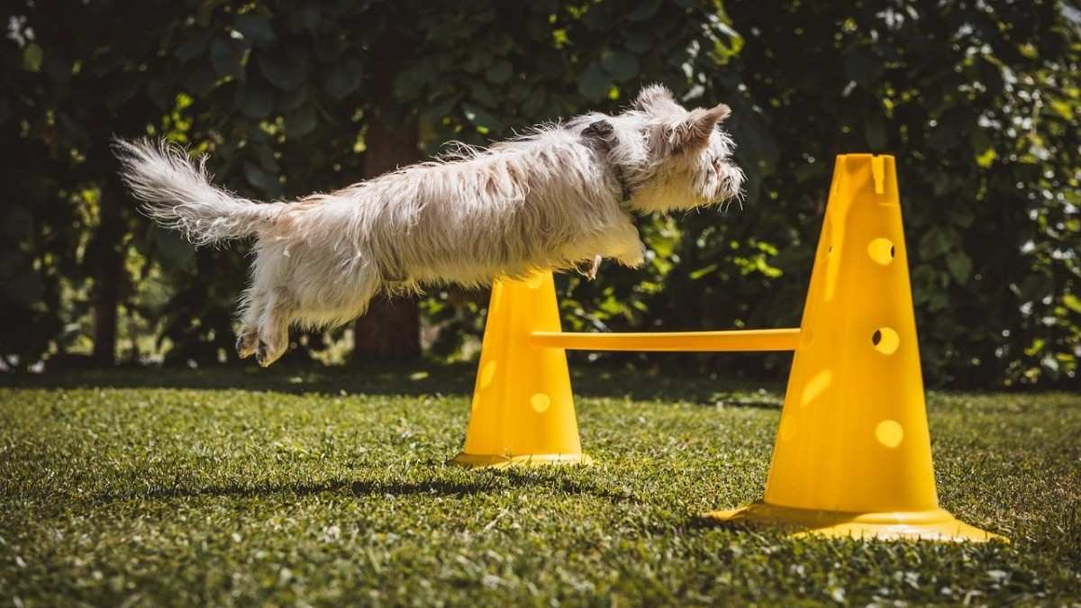 dog jumping during training session