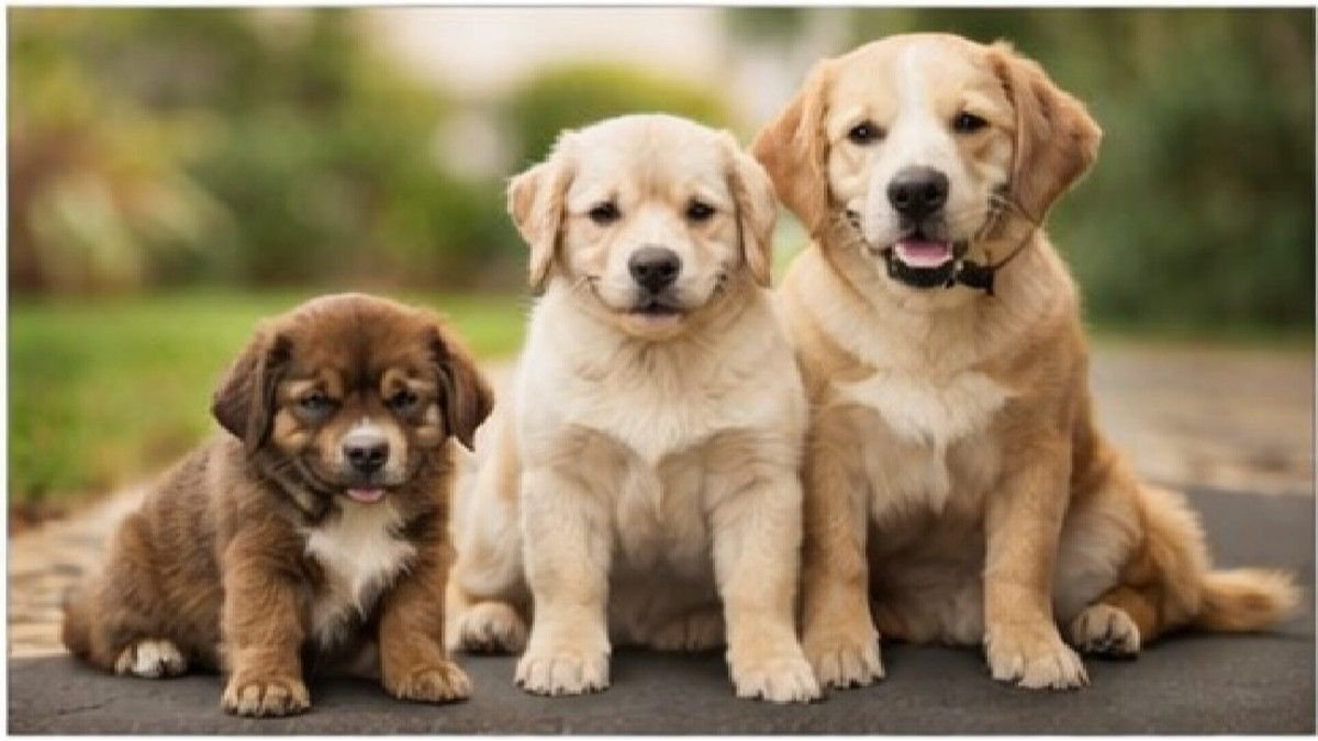 Puppy adult dog and senior dog representing different life stages