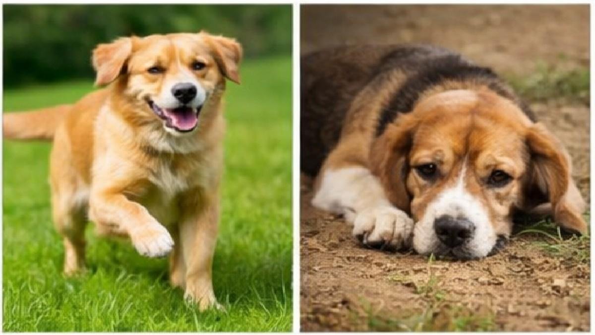 Healthy dog compared to poorly fed dog showing energy difference