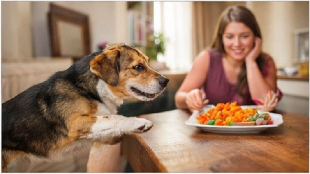 Dog trying to eat human food which can be harmful
