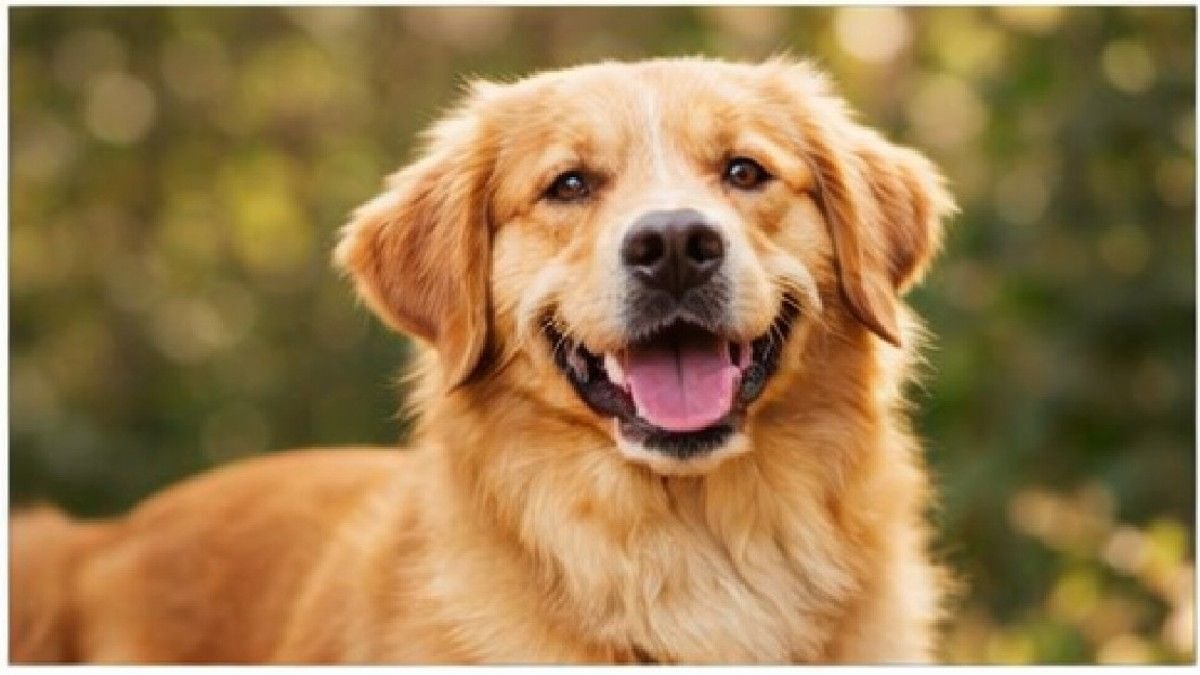 Dog with shiny coat showing benefits of healthy fats