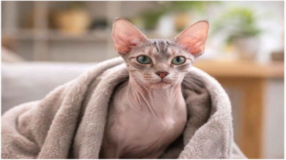 Sphynx cat wrapped in a towel after a bath